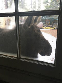 Nancy Niemietz: Moose